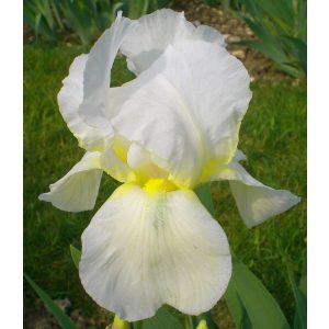 Iris germanica Lugano