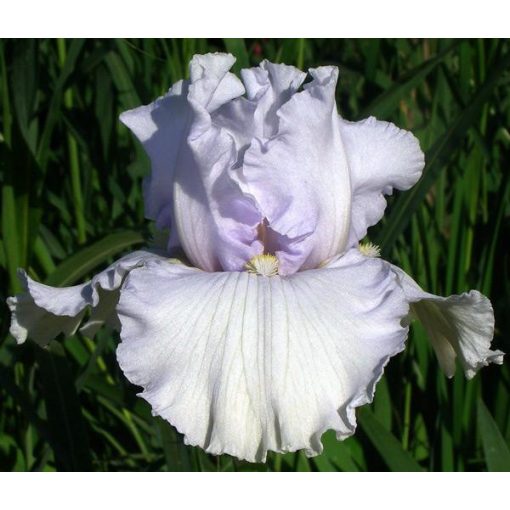 Iris germanica Almost Blue