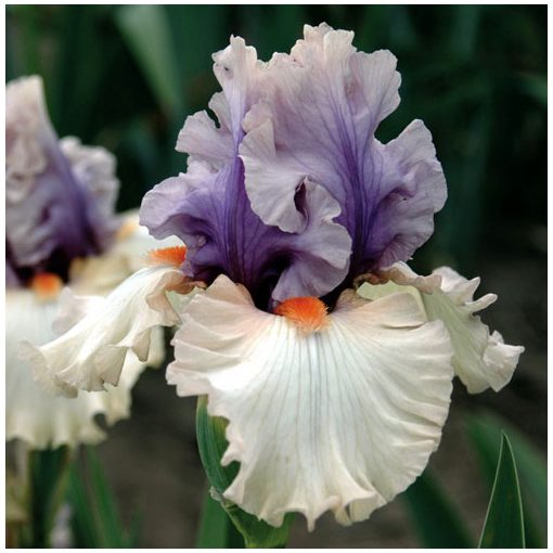 Iris germanica Back On Stage