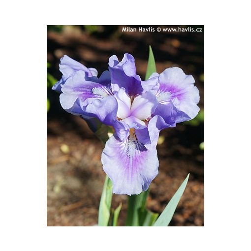 Iris germanica Bedtime Story