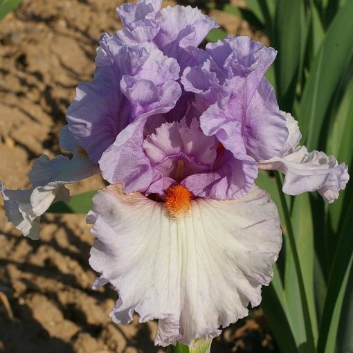 Iris germanica Belgian Princess