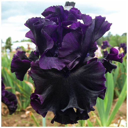 Iris germanica Black Lipstick