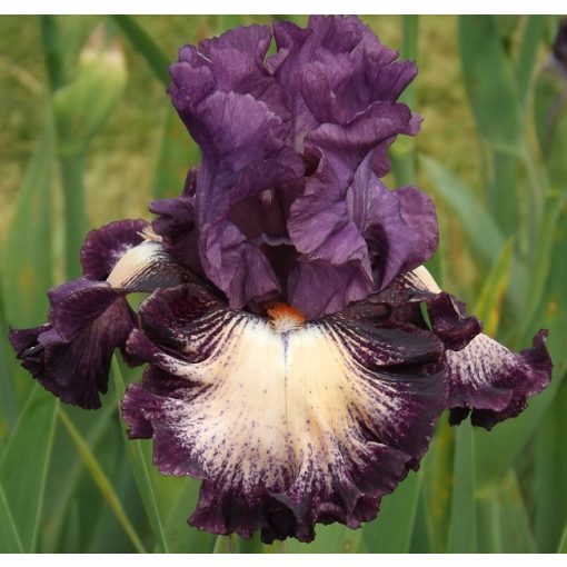 Iris germanica Blushing Grapes