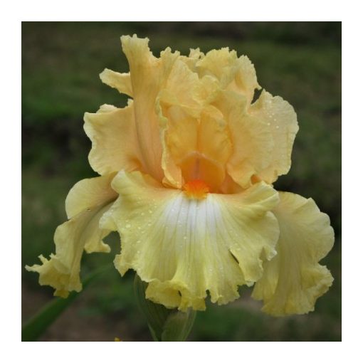 Iris germanica Body And Soul