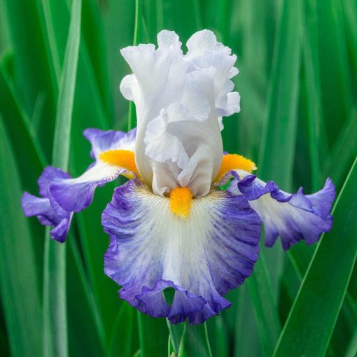 Iris germanica Brilliant Idea