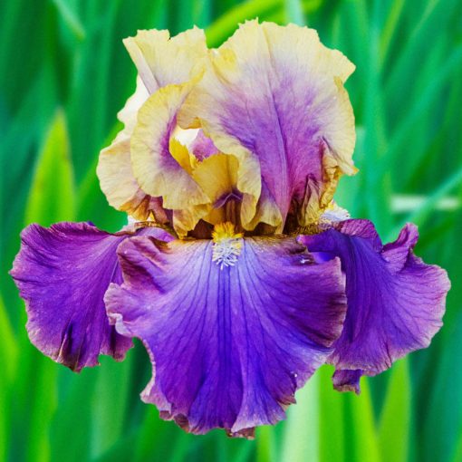 Iris germanica Café dAmour