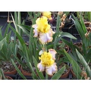 Iris germanica Calming Influence