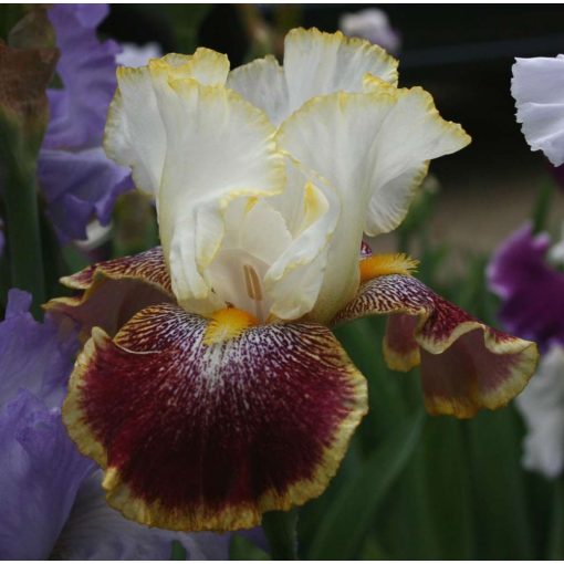 Iris germanica Carnival Ride