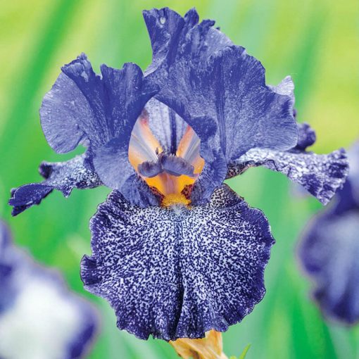 Iris germanica Celestial Explosion