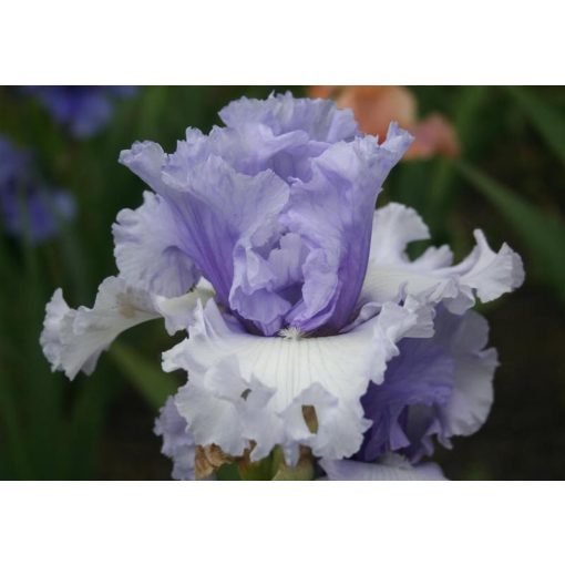 Iris germanica Classicana