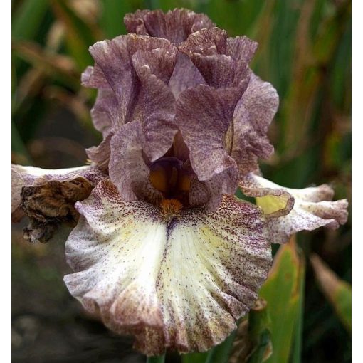 Iris germanica Comanchero