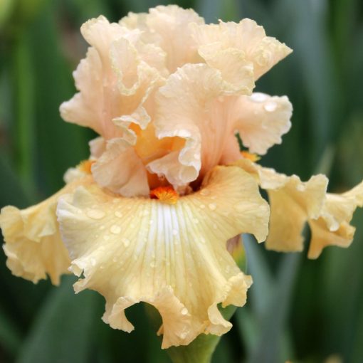 Iris germanica Comes The Dawn