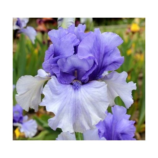 Iris germanica Cool Mist