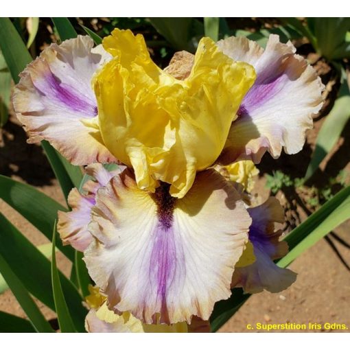 Iris germanica Fall Fantasy