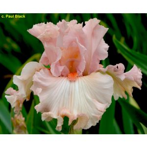 Iris germanica Fantasy in Pink