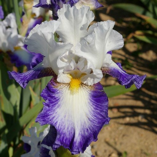 Iris germanica Futuriste