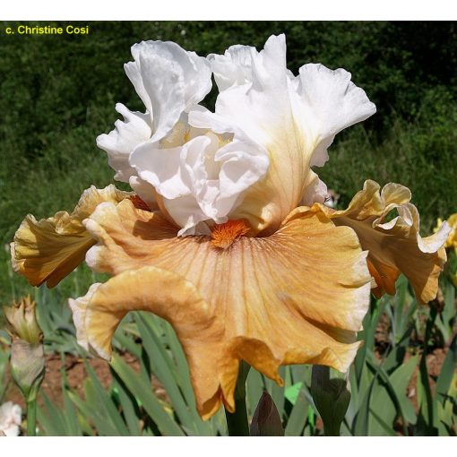 Iris germanica Ginger Ice