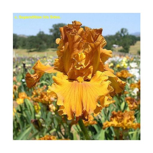 Iris germanica Golden Panther