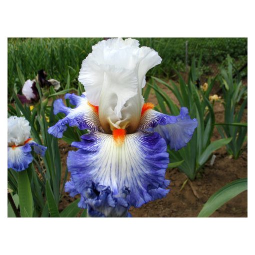 Iris germanica Guardian Fire