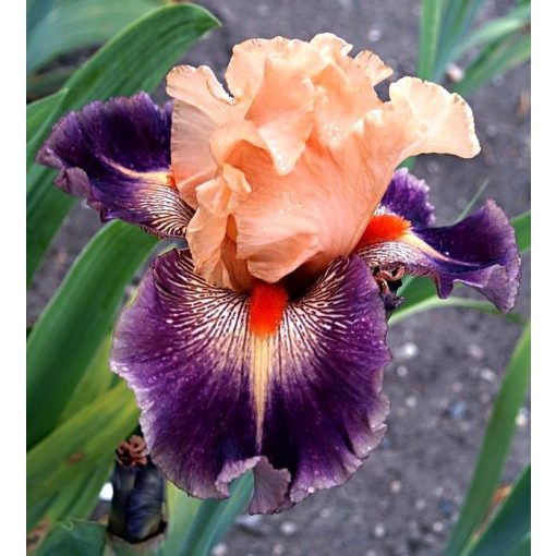 Iris germanica Gypsy Clown