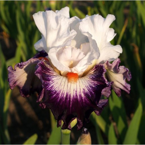 Iris germanica Gypsy Uniq