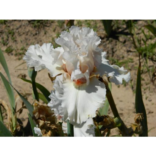 Iris germanica Head Over Heels