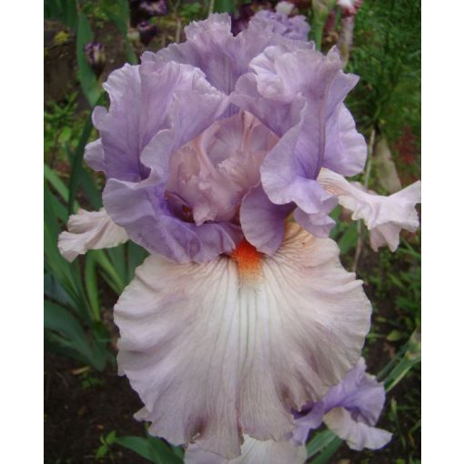 Iris germanica Modern Woman