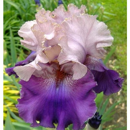 Iris germanica Out and About