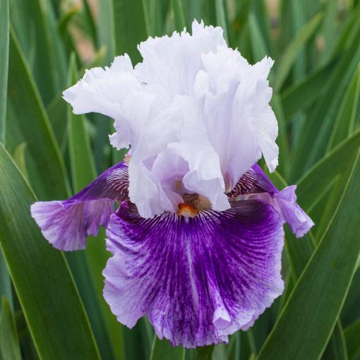 Iris germanica Pop Music