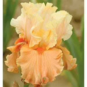 Iris germanica Rare Find