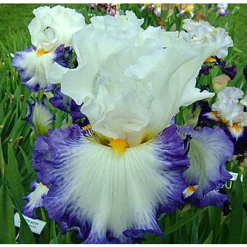 Iris germanica Revision