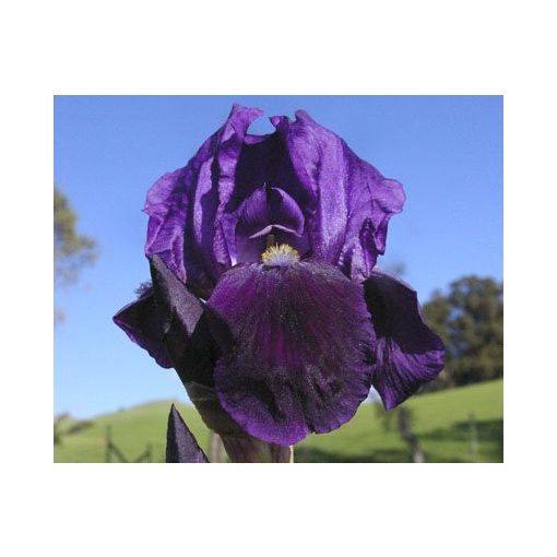 Iris germanica Royal Knight