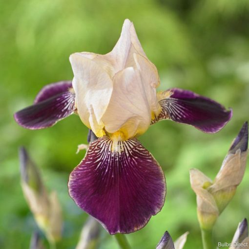 Iris germanica Salonique