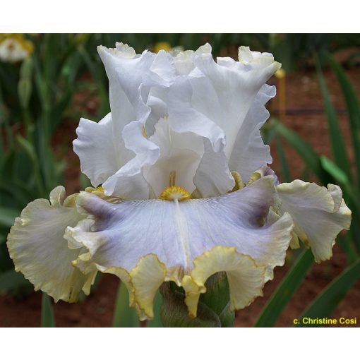 Iris germanica Skirt Alert