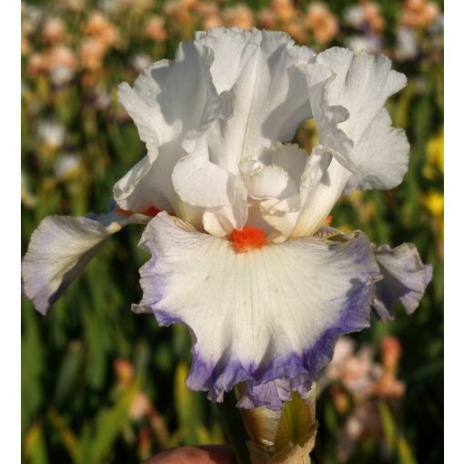 Iris germanica Sound of Diamond