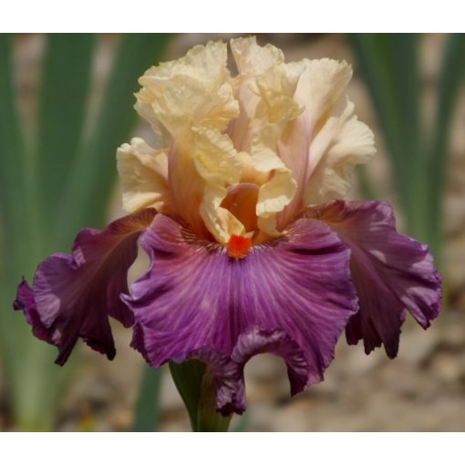 Iris germanica Started With A Kiss