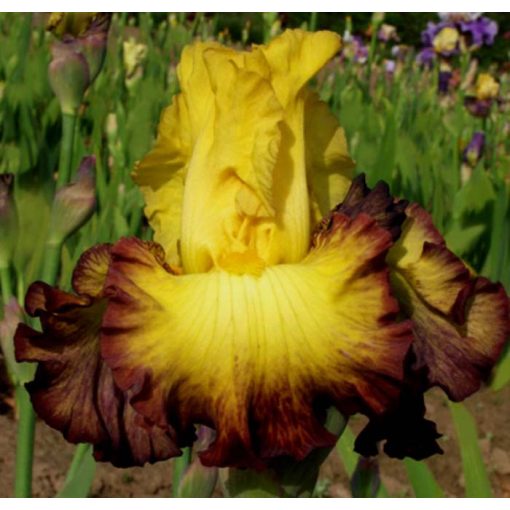 Iris germanica Summer Shadows