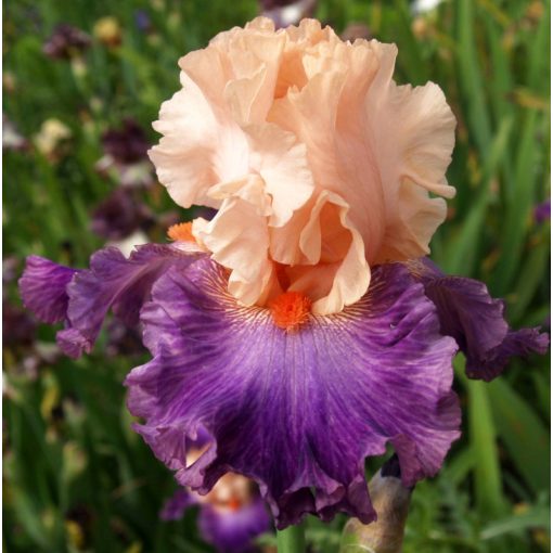 Iris germanica Sweet Pleasure