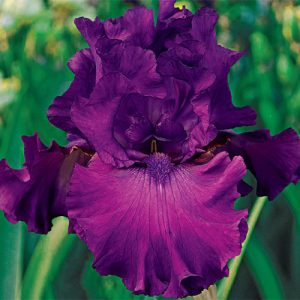 Iris germanica Swing Town