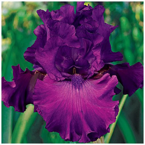 Iris germanica Swing Town