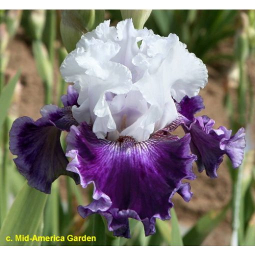 Iris germanica Taking Chances