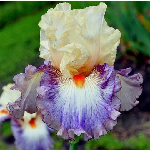 Iris germanica Tango Express