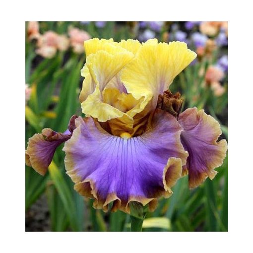 Iris germanica Team Player