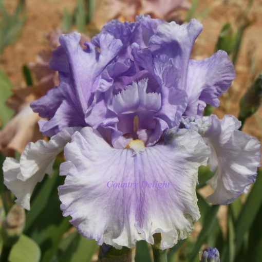 Iris germanica Timescape