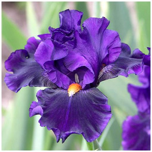 Iris germanica Tom Johnson