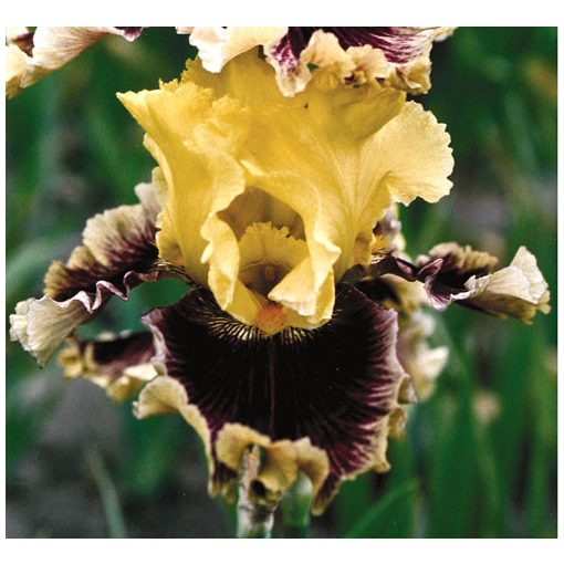 Iris germanica Treasure Trader