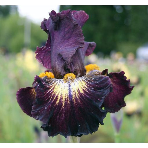 Iris germanica Tunnel Vision