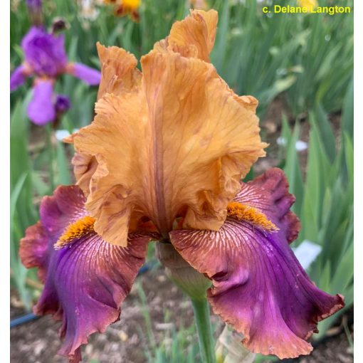 Iris germanica Twice is Nice