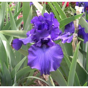 Iris germanica Uncharted Waters