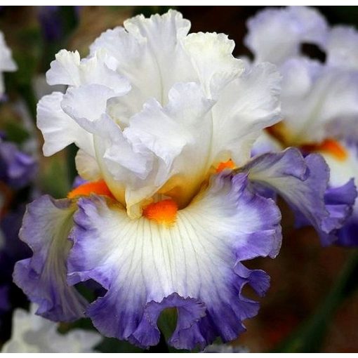 Iris germanica Watercolor Print